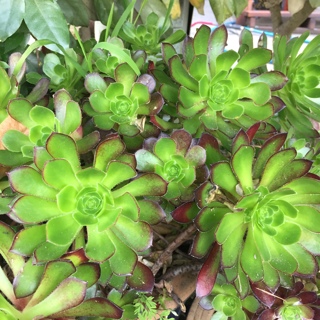 Green aeonium succulent cuttings - 3 rosettes