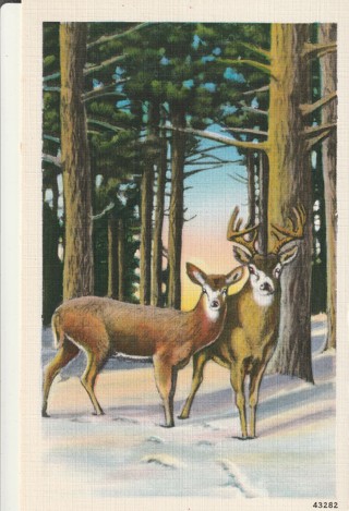 Vintage Unused Postcard: Linen: Buck & Doe