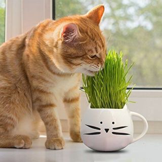 CAT GRASS FOR YOUR CAT