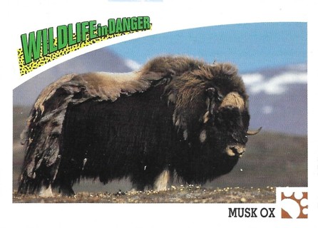  1992 Panini Wildlife in Danger #10 Musk Ox