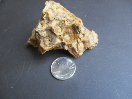 Fossilized Coral from Florida