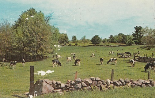 Vintage Unused Postcard: i: Cows Out to Pasture