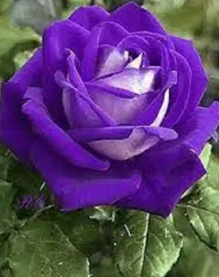 Purple Osiria Rose!