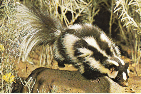 Vintage Postcard Spotted Skunk