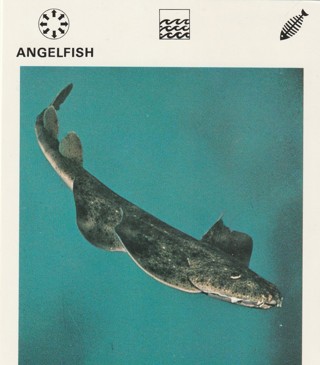 Vintage 1975 Leisure Books Animal Card. ANGELFISH