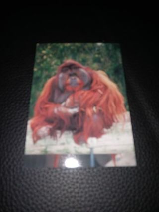 1993 San Diego Zoo CARD