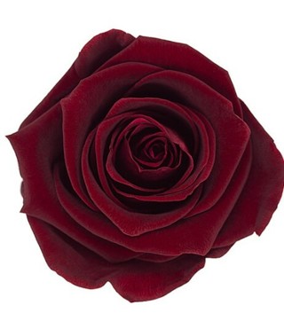 Burgundy Rose