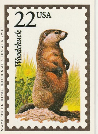 Vintage Wildlife America Collector/Trade Card: Woodchuck