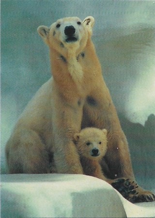 1993 Cardz World Famous San Diego Zoo #86 Polar Bear