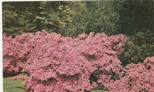 Vintage Unused Postcard: m: Winterthur Gardens, Winterthur, Delaware