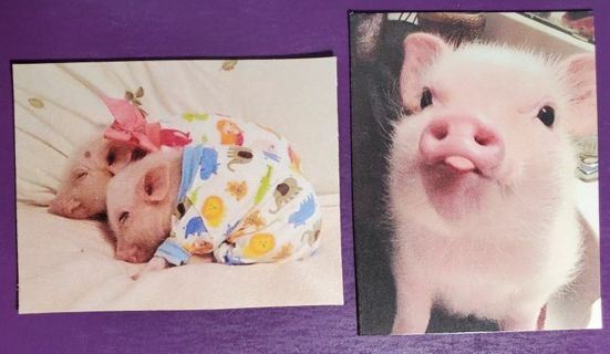 Piggy Magnets