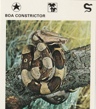 Vintage 1975 Leisure Books Animal Card: crdgin2: BOA CONSTRICTOR