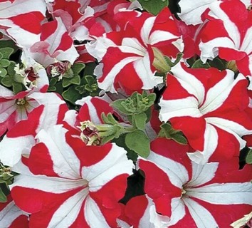 Bi-Color Red Petunia