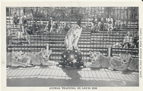 Vintage Unused Postcard: b&w: St Louis Zoo