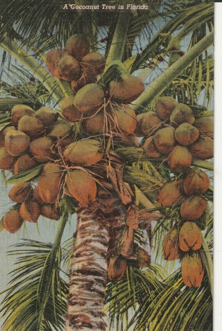 Vintage Unused Postcard: gin k: Coconut Tree