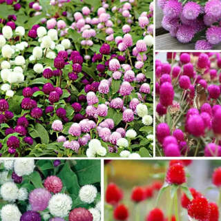 Globe Amaranth Flower Plant seeds 1200