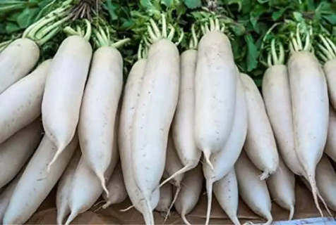 Daikon Radish Seeds for Planting 400 seeds