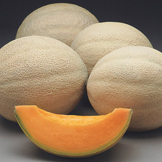 Hale's best jumbo cantaloupe  