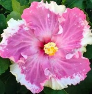 Another Colorful Dinnerplate Hibiscus- C'est Ce Bon