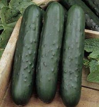 Poinsetta cucumber 10