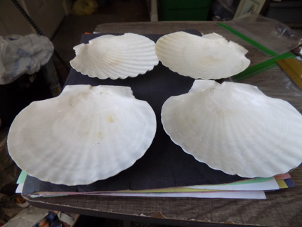 Set of 4 Large sea shells great for serving appetizers in 5 1/2 wide