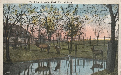 Vintage Used Postcard: gin z: 1921 Elk, Lincoln Park Zoo, Chicago, IL