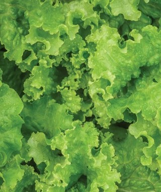 Green Ice Lettuce--25