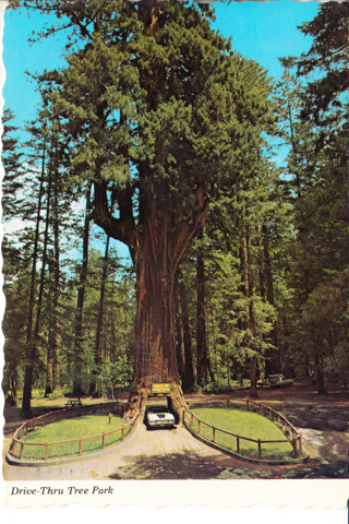 Vintage Postcard Drive-Thru Tree Park, CA