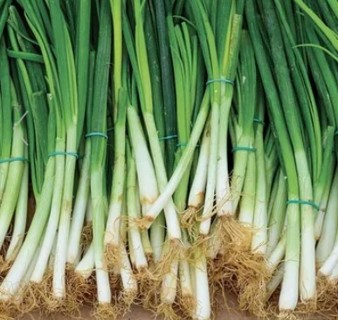 Evergreen Bunching Onion