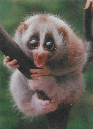 1993 Cardz World Famous San Diego Zoo #90 Slow Loris