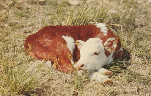 Vintage Used Postcard: (b1): Nap Time