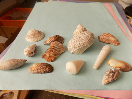 Baggie # 5 set of 12 fancy sea shells lots of striped brown & white