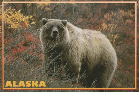 Vintage Used Postcard: (gin2): 1991 Alaska Grizzly Bear