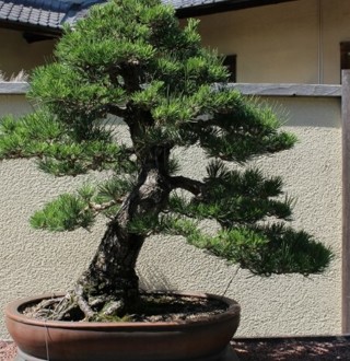 Japanese Black Pine Bonsai