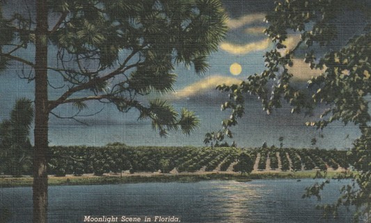 Vintage Used Postcard: L: Moonlight Scene, FL