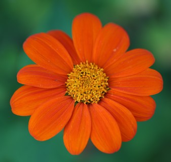 40 seeds of Mexican Sunflower (Tithonia) in orange