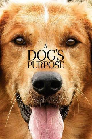 A Dog's Purpose (HD code for iTunes)