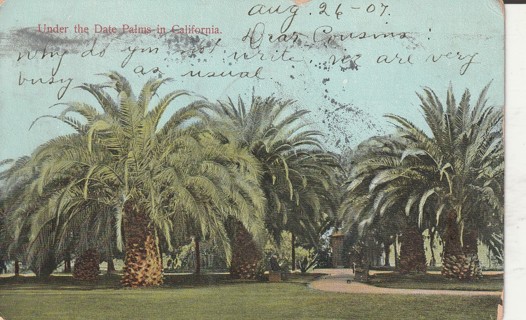 Vintage Used Postcard: (x): 1907 Date Palms, CA