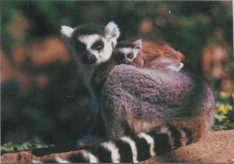  1993 Cardz World Famous San Diego Zoo #62 Ring-Tailed Lemur