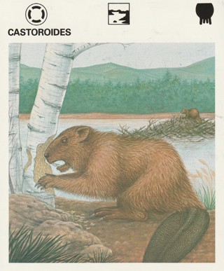 Vintage 1975 Leisure Books Animal Card crdgin6: CASTOROIDES