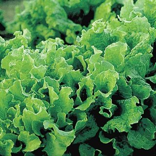 Black Seeded Simpson Lettuce Seeds