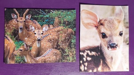 Deer Magnets