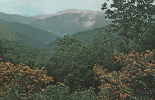 Vintage Used Postcard: gin k: 1970 Smoky Mountains