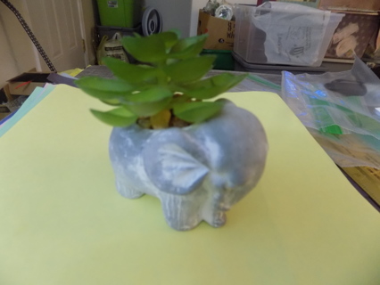 Porcelain gray elephant with rubber succulent cactus