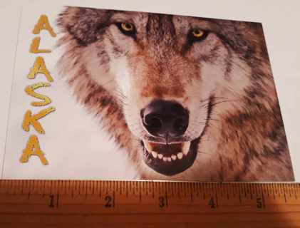 Alaska Wolf postcard (new, unused)