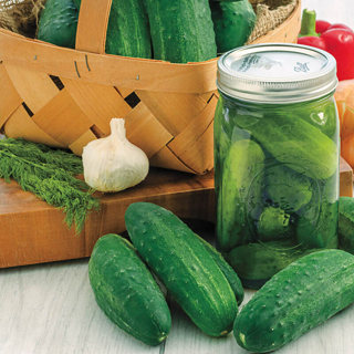 National Pickling Cucumber seed