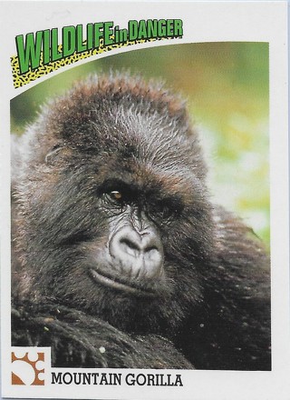 1992 Panini Wildlife in Danger #43 Mountain Gorilla