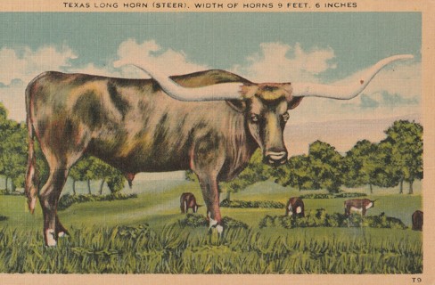 Vintage Unused Postcard: j: Texas Long Horn Steer