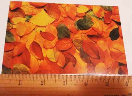 Beautiful Fall Leaves postcard