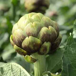 Organic Artichoke Seeds